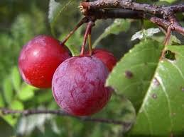 dried cherry plum for sale | What does a cherry plum taste like?
